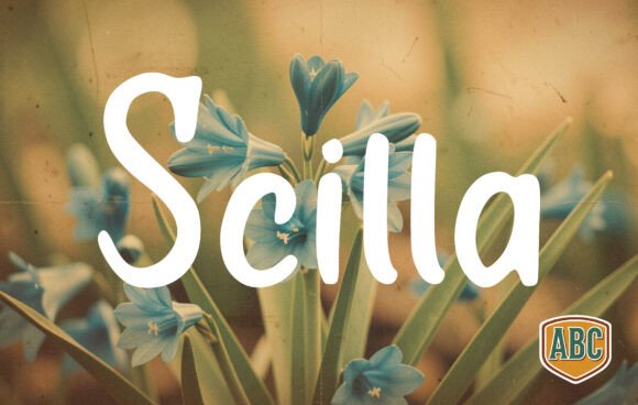 Scilla: A Font for Campaigns That Need a Human Touch